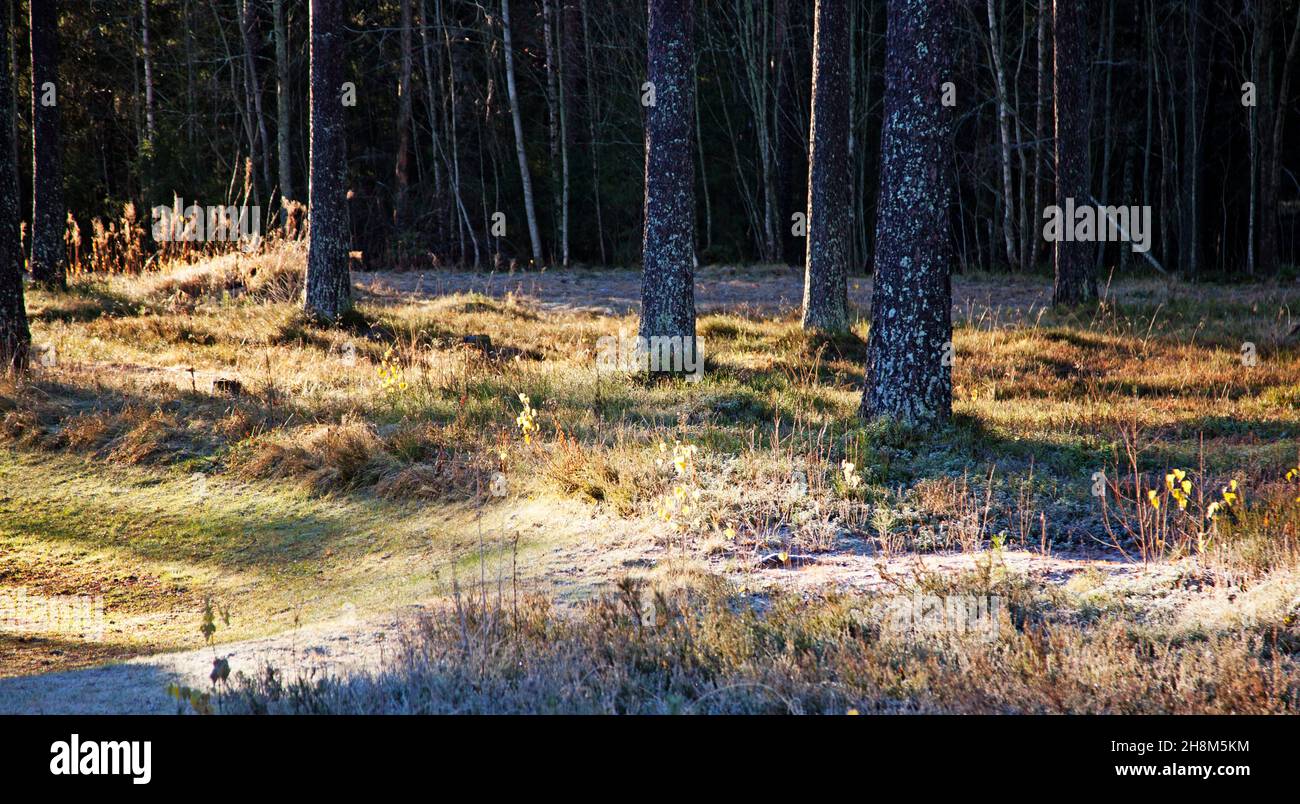 il primo gelo nella foresta con luce solare magica Foto Stock