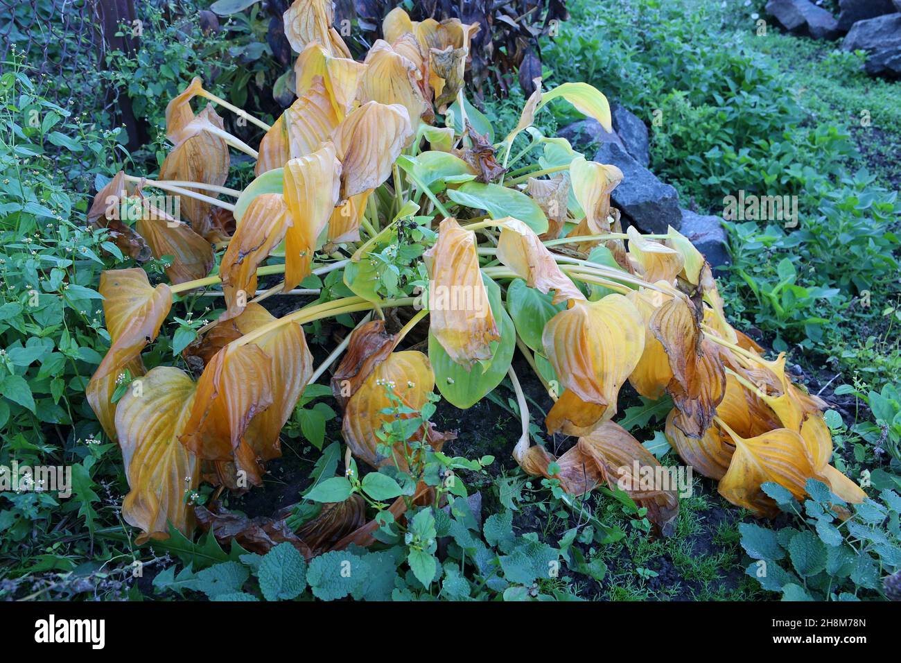 Foglie gialle dell'hosta dopo il primo gelo. Foglie appassite di ospiti. Foto Stock