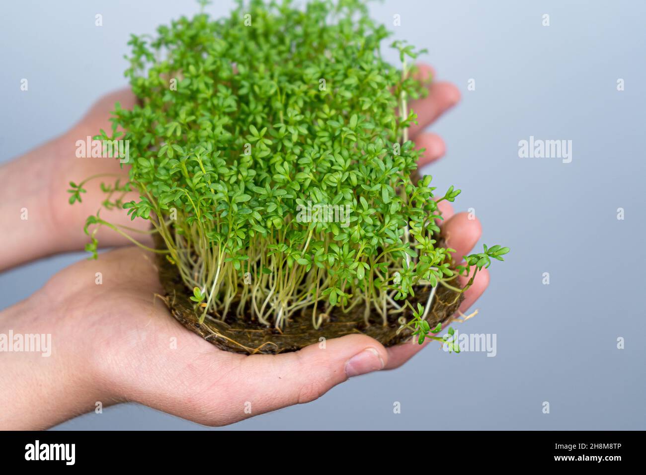 Tenere a portata di mano l'crescione Microgreen. Germinazione di semi su stuoie di lino. Germogli di lattuga e altri verdi. Cibo vitaminico sano. Crescere a casa. Hobby e giardinaggio urbano. Foto Stock