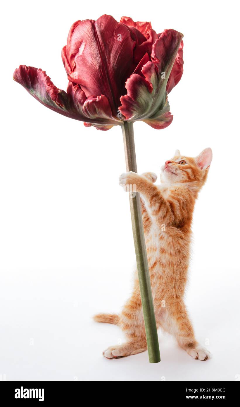 Divertente ginger kitten si erge sulle sue gambe posteriori e tiene un fiore tulipano Foto Stock