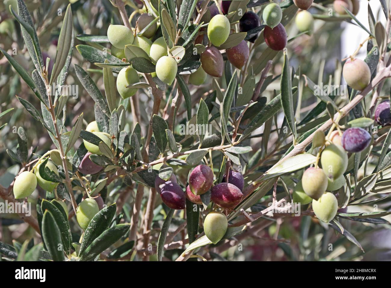 Maturazione delle olive su olivo Foto Stock