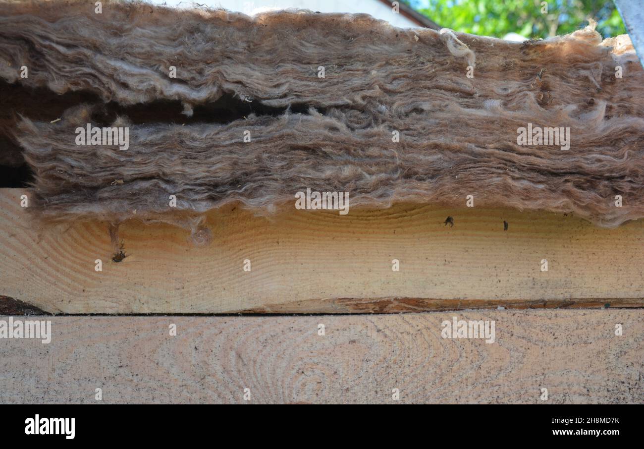 Isolamento di copertura in lana minerale. Un primo piano di strato di lana minerale, lo spessore di un isolamento di lana di vetro utilizzato nel tetto. Foto Stock