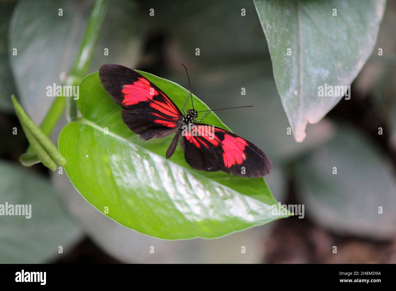 Farfalla di Heliconius melpomene su una foglia verde in natura Foto Stock