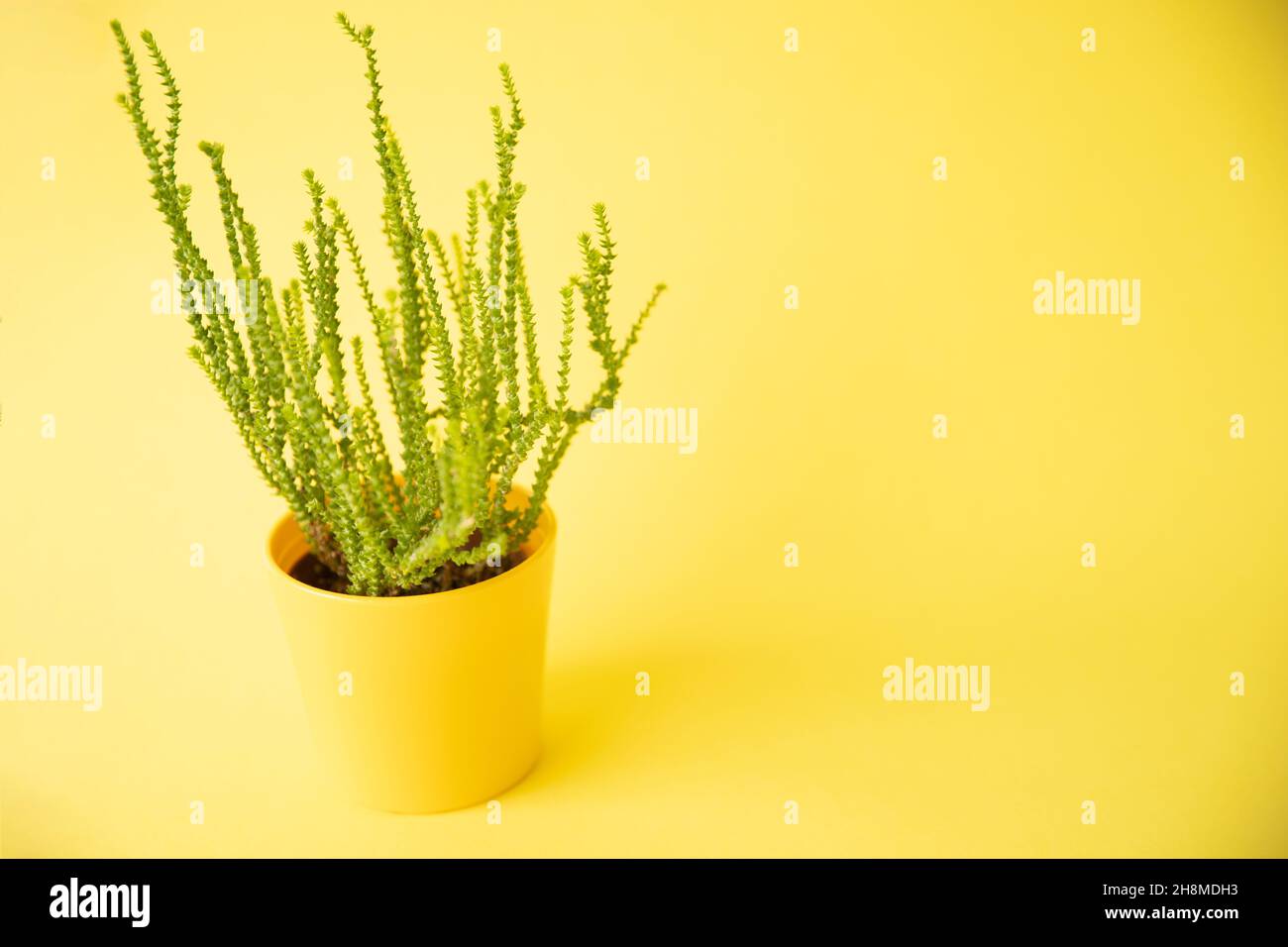 Un fiore con gambo verde in una pentola gialla su sfondo giallo Foto Stock