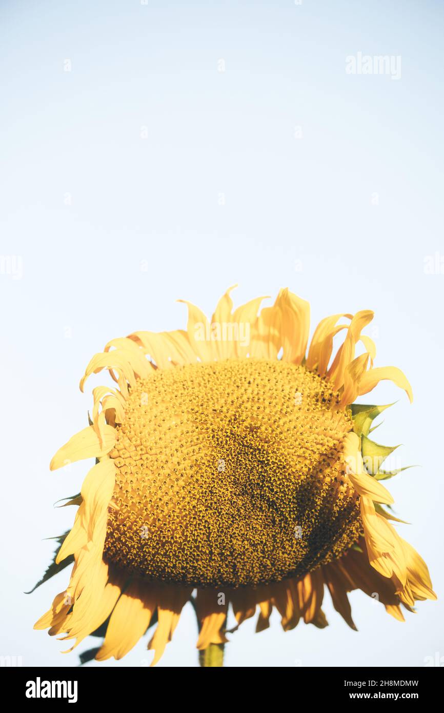 Primo piano della testa di girasole selvaggio gigante su sfondo bianco. Concetto di decadimento, morente Foto Stock