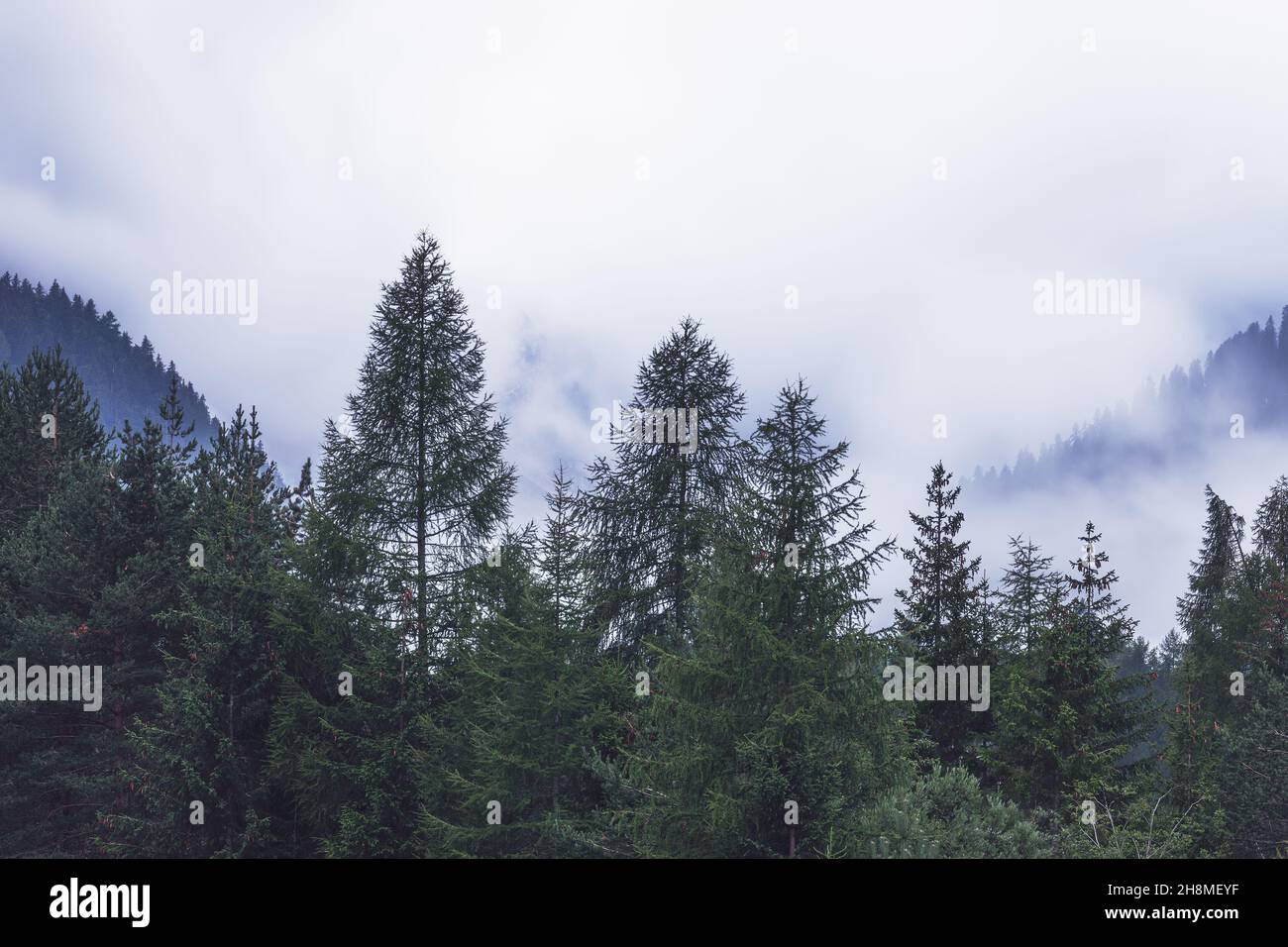Sagome di abeti in fitta nebbia in una foresta di conifere dopo la pioggia Foto Stock