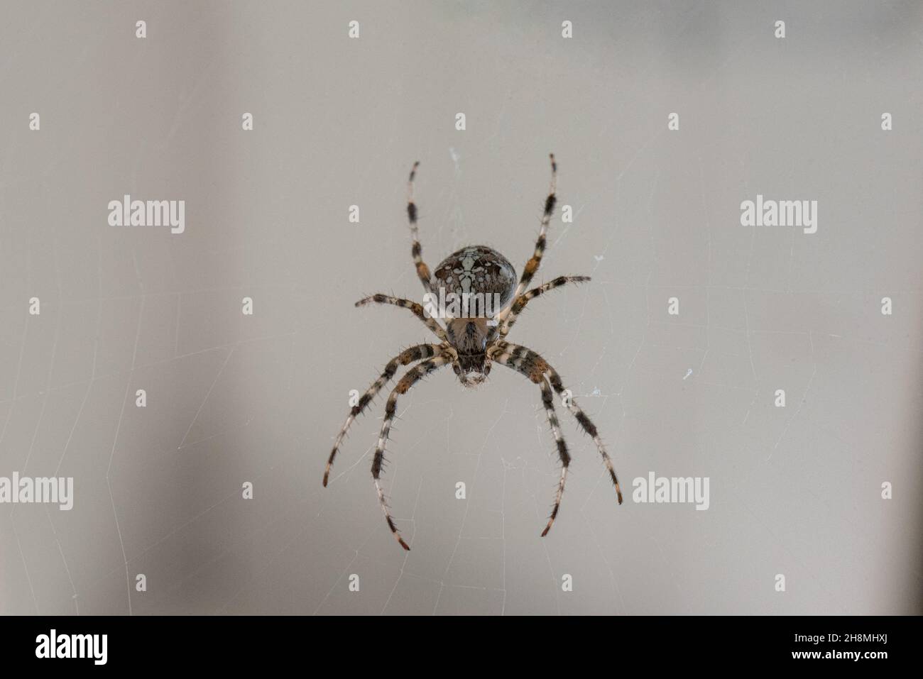 Un Spider con un motivo a strisce che attende nel suo nastro di ciottoli per la sua preda Foto Stock