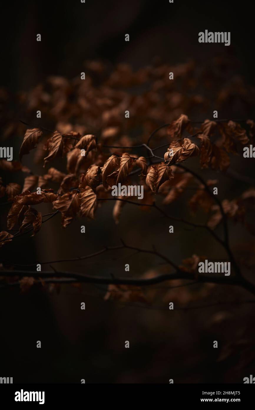 L'autunno dorato lascia su un faggeto Foto Stock