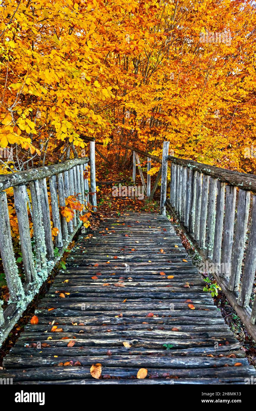 Perso nel regno dei faggi vicino al lago di Loggas, Antichasia montagne, Trikala, Tessaglia, Grecia. Foto Stock