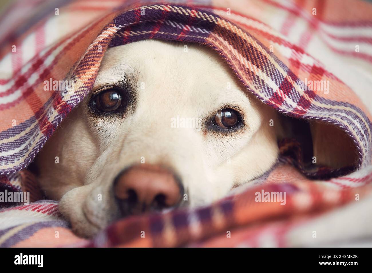 Carino ritratto di labrador Retriever. Cane coperto in coperta in attesa a casa. Foto Stock