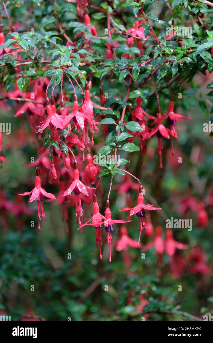 Fucsia 'Riccartonii', fucsia hardy, piccoli, singoli, scarlatto e fiori viola scuro Foto Stock