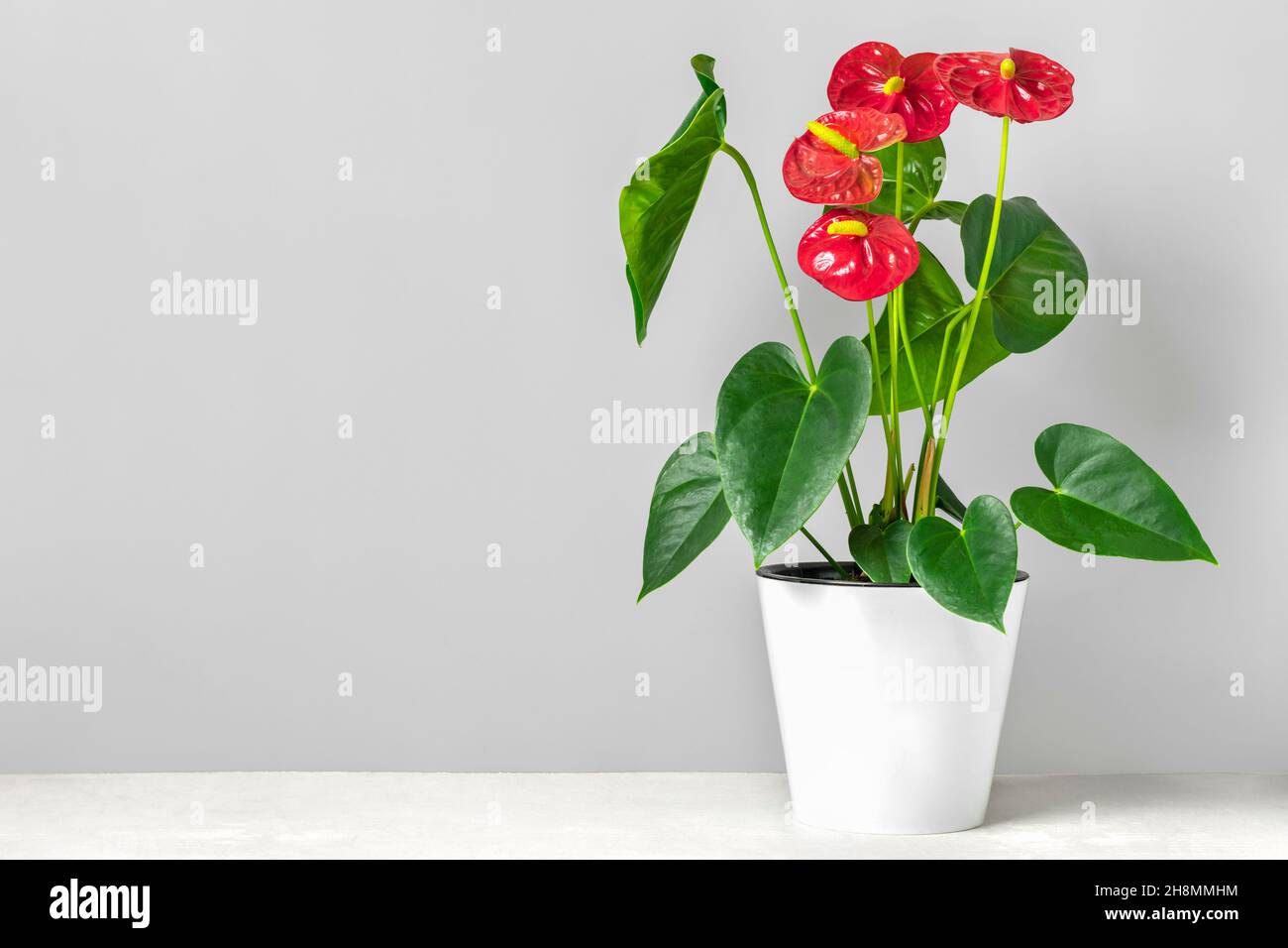 Casa pianta Anthurium in vaso bianco isolato su tavola bianca e sfondo grigio. Foto Stock