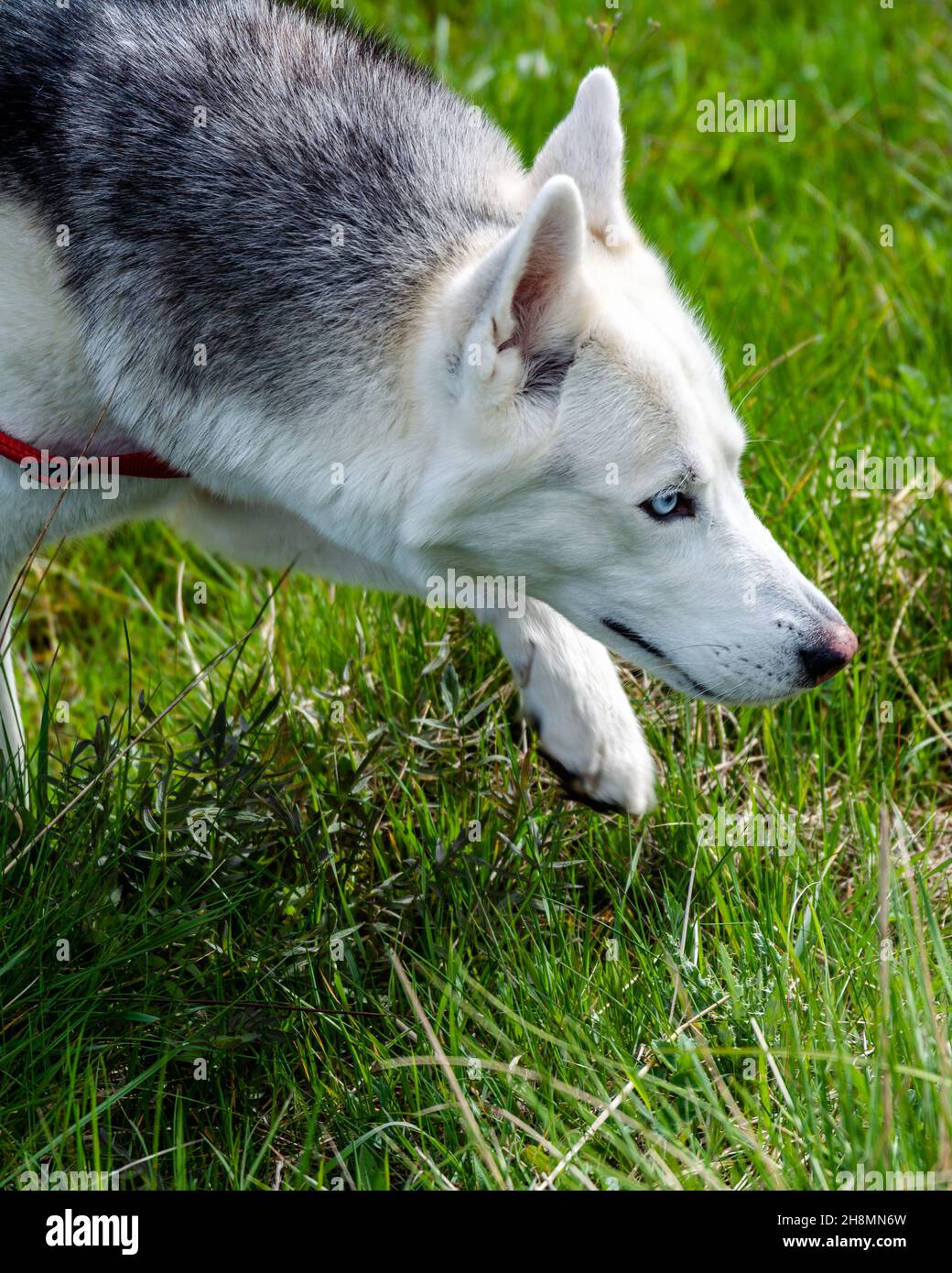 Un amico Blue Eyed Husky fuori per una passeggiata e Sniffing l'erba in un parco Foto Stock