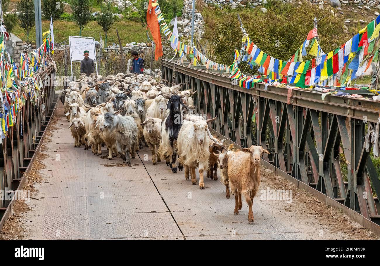 Mandria di capre di montagna prese per pascolo, attraversa un ponte sul fiume Baspa a Rakchham Himachal Pradesh, India Foto Stock