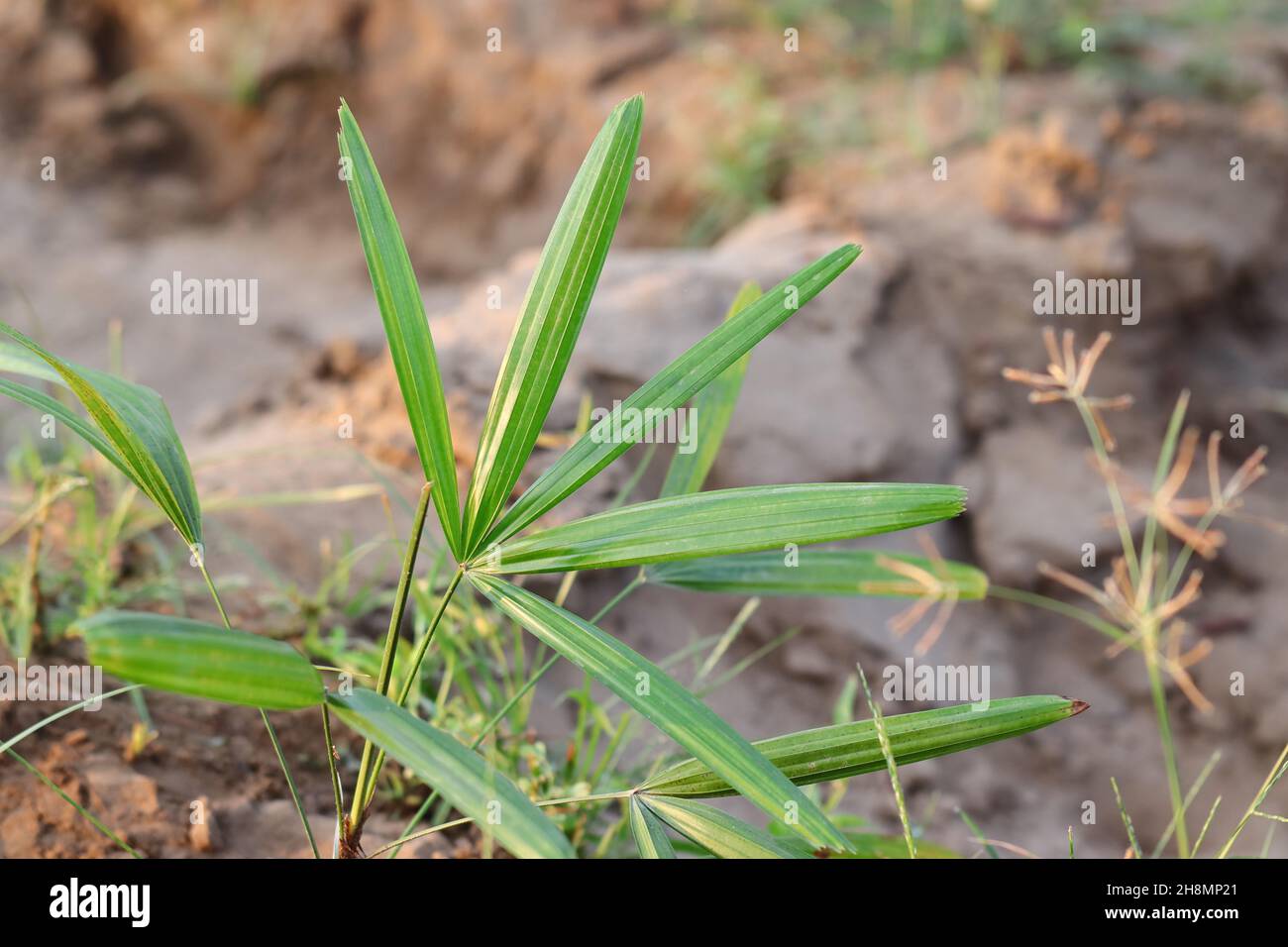Primo piano della bella piccola palma verde lascia sfondo foto Foto Stock