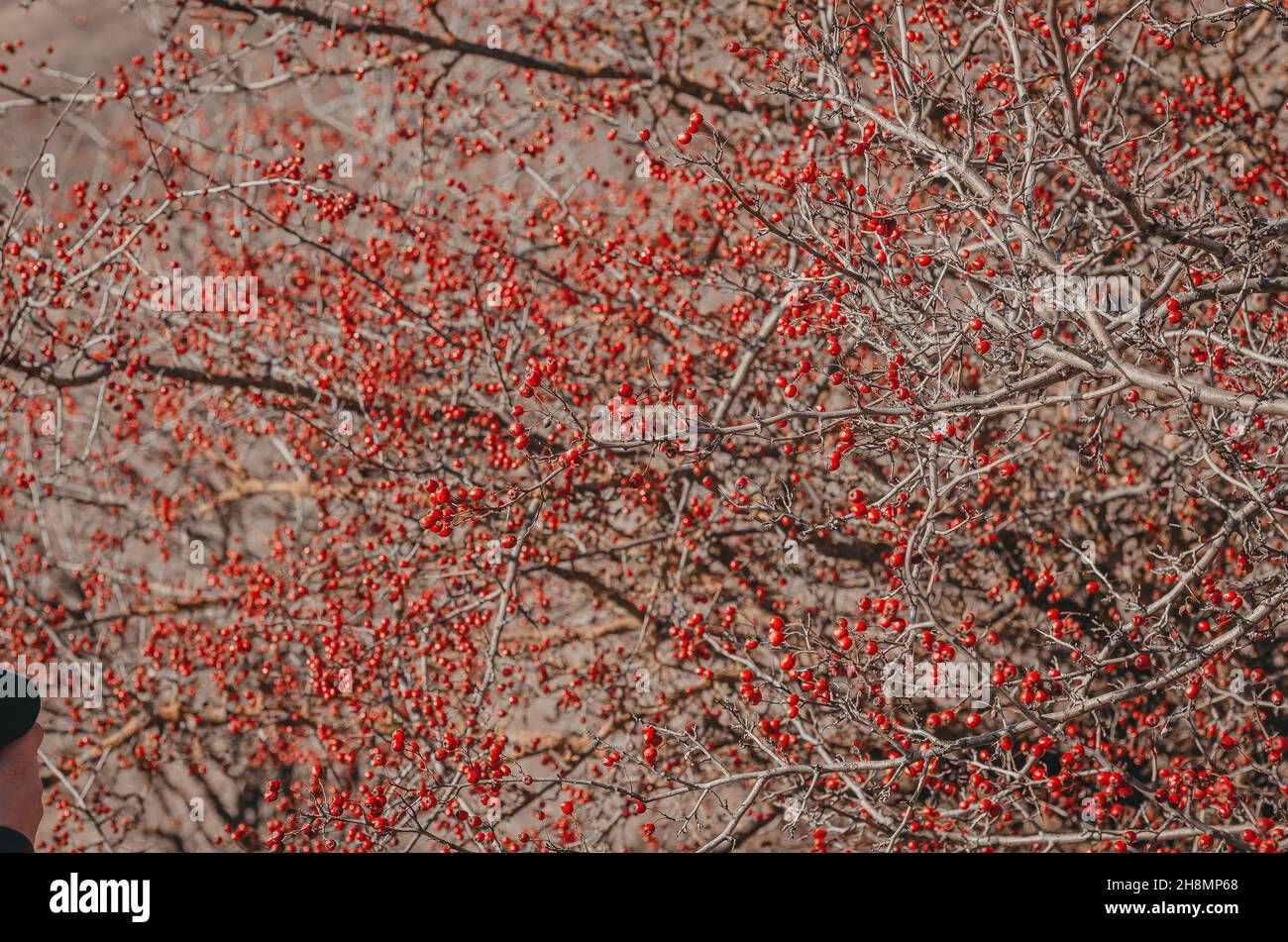 Un sacco di bacche di biancospino rosso. Bella carta da parati. Foto Stock