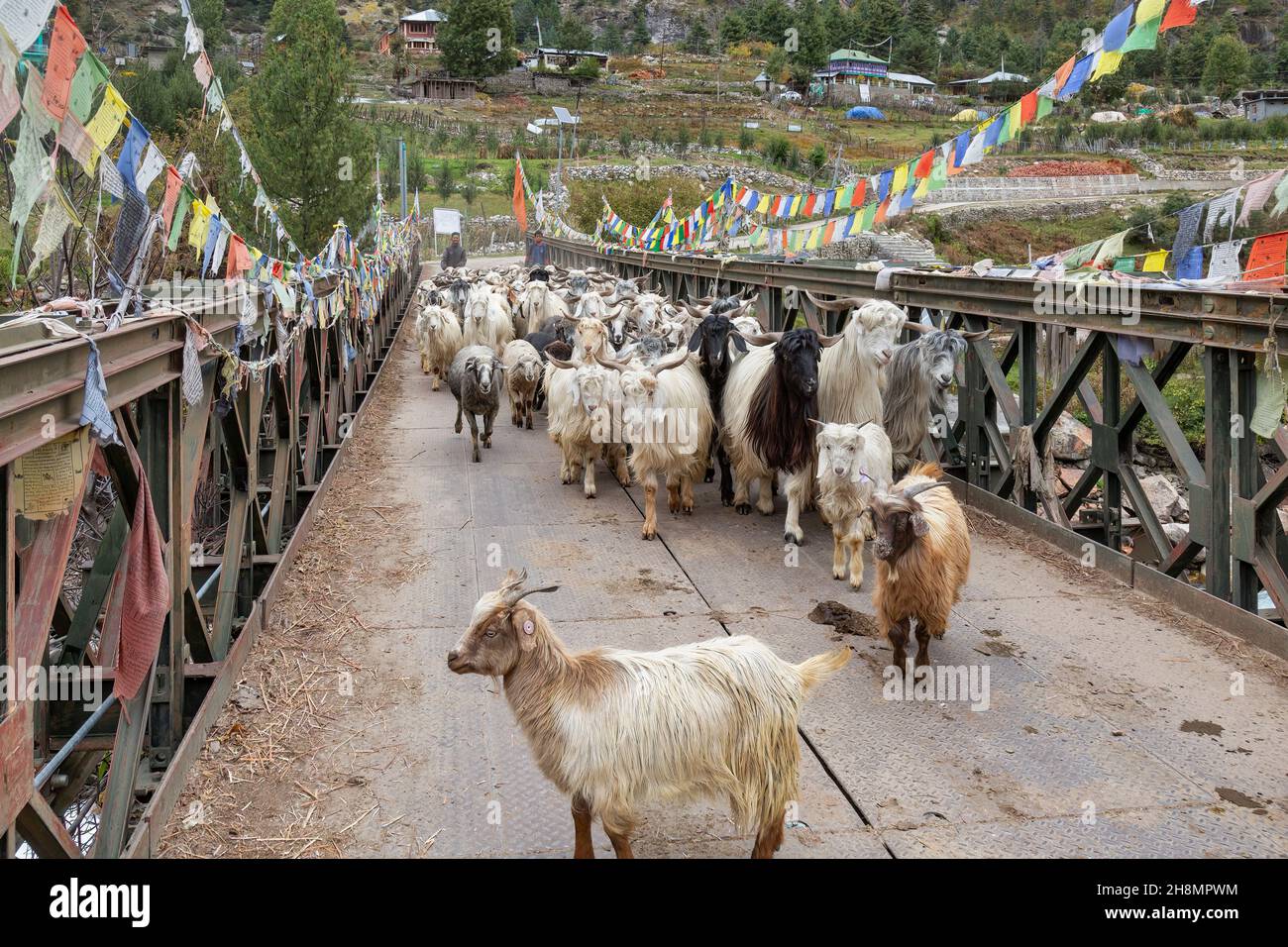 Mandria di capre di montagna prese per pascolo, attraversa un ponte sul fiume Baspa a Rakchham Himachal Pradesh, India Foto Stock