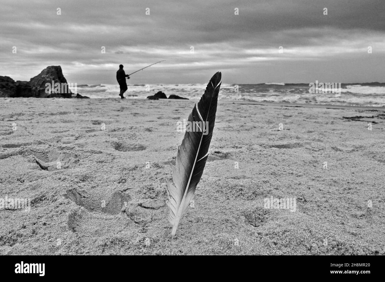 Piuma di mare immagini e fotografie stock ad alta risoluzione - Alamy