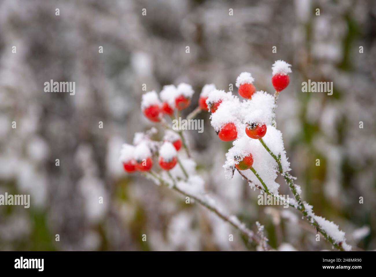 Rosa rossa fianchi coperti di neve in un giardino di campagna in inverno. Foto Stock