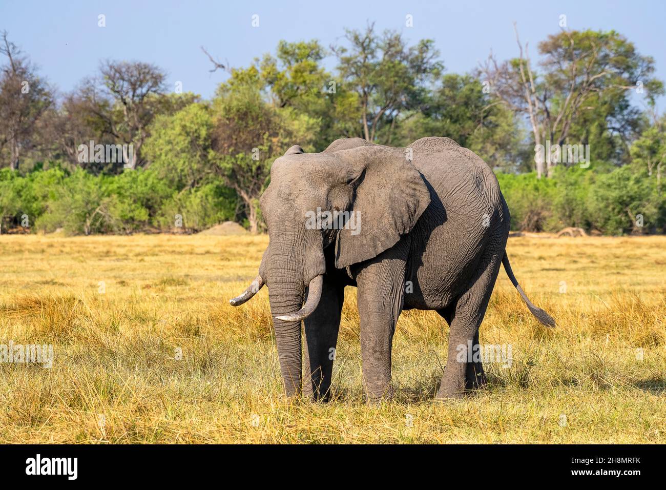 Elefante africano (Loxodonta africana), Riserva Naturale Moremi Est, Delta Okavango, Botswana Foto Stock