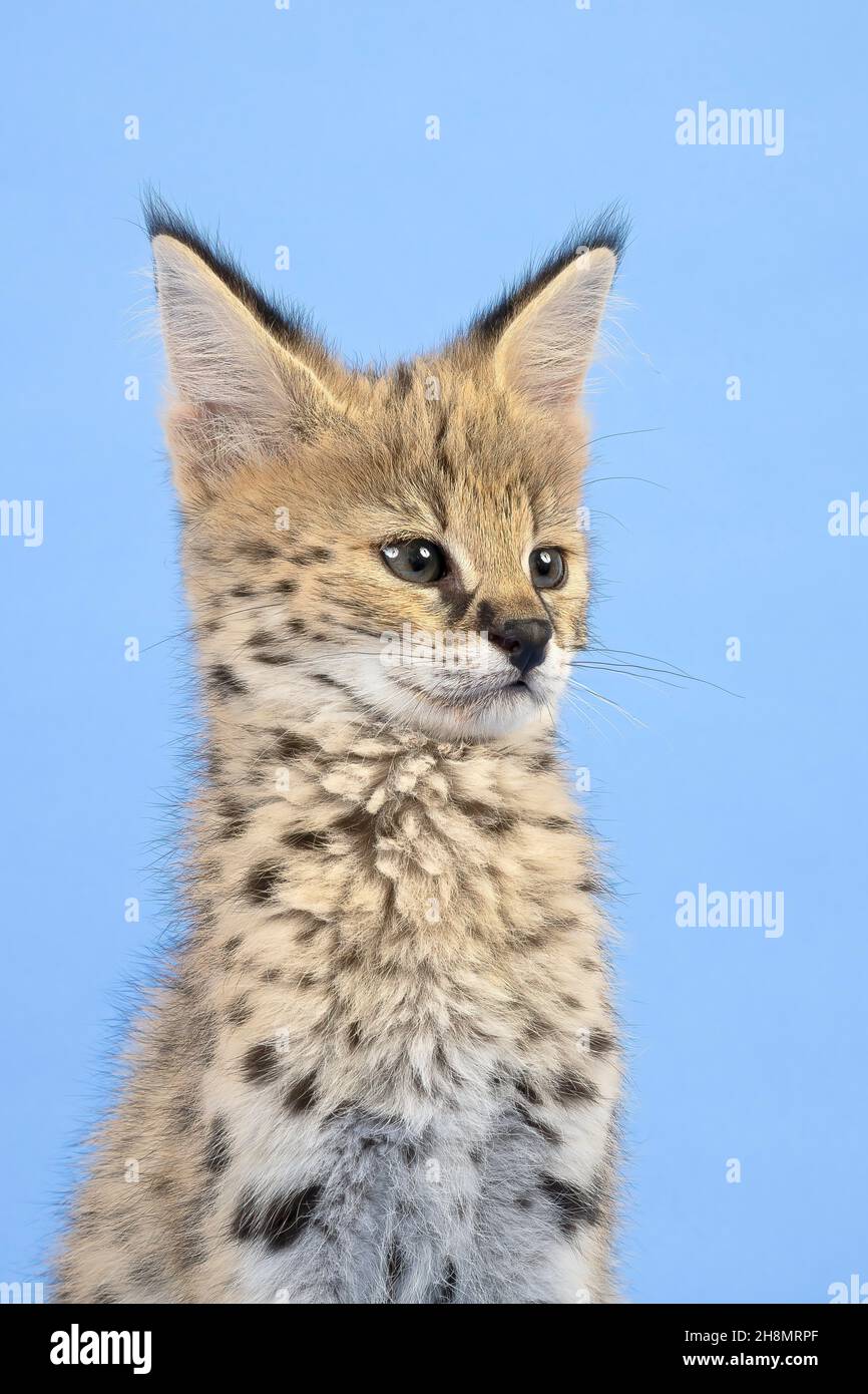 Serval (Leptailurus serval), giovanile, 9 settimane, prigioniero, ritratto animale, studio girato, Austria Foto Stock