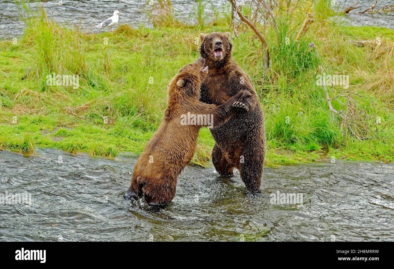 Due orsi bruni costieri (Ursus arctos) in un playful showdown, fiume Brooks, parco nazionale di Katmai, Alaska sud-occidentale, Alaska, USA Foto Stock