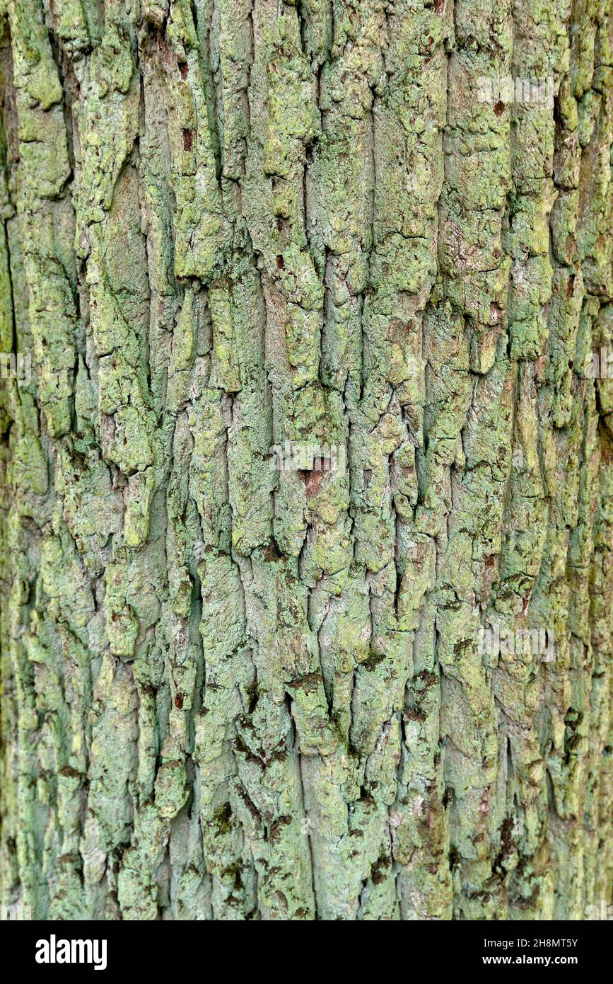 Abbaia sul tronco di una quercia mosca (Quercus), Baviera, Germania Foto Stock