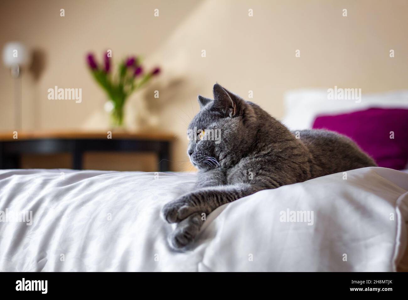 Carino grigio gatto britannico shorthair che si posa sul letto in casa interno. Gatto domestico pigro in camera da letto. Comportamento degli animali Foto Stock