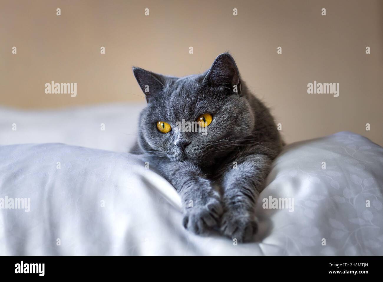 Carino grigio gatto britannico shorthair che si posa sul letto in casa interno. Gatto domestico pigro in camera da letto. Vista frontale con spazio di copia Foto Stock