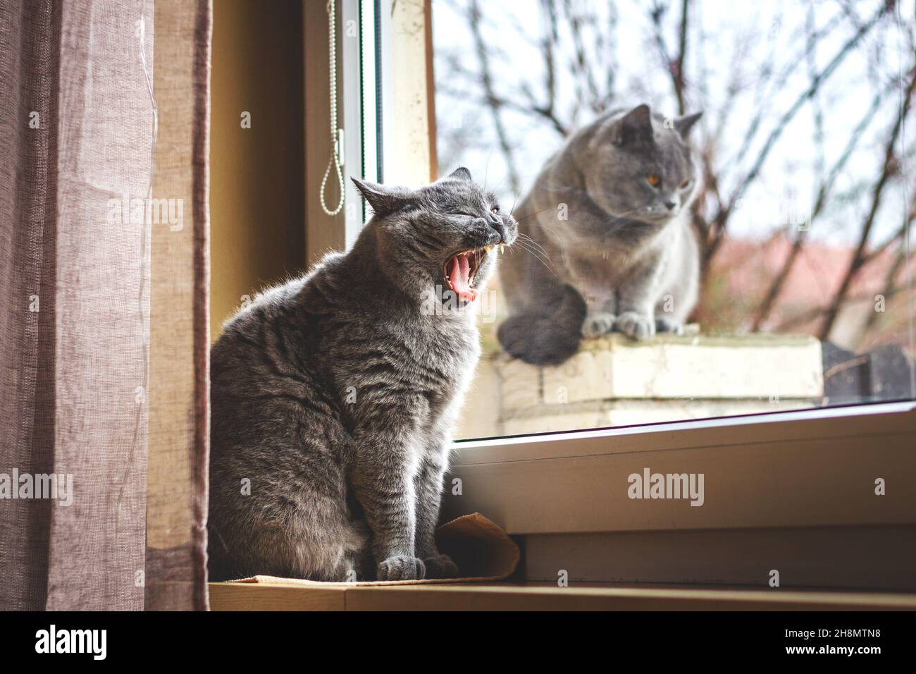 Due gatti inglesi di shorthair seduti alla finestra. Il gatto purebred sta sbadigliando. Amicizia tra animali domestici Foto Stock