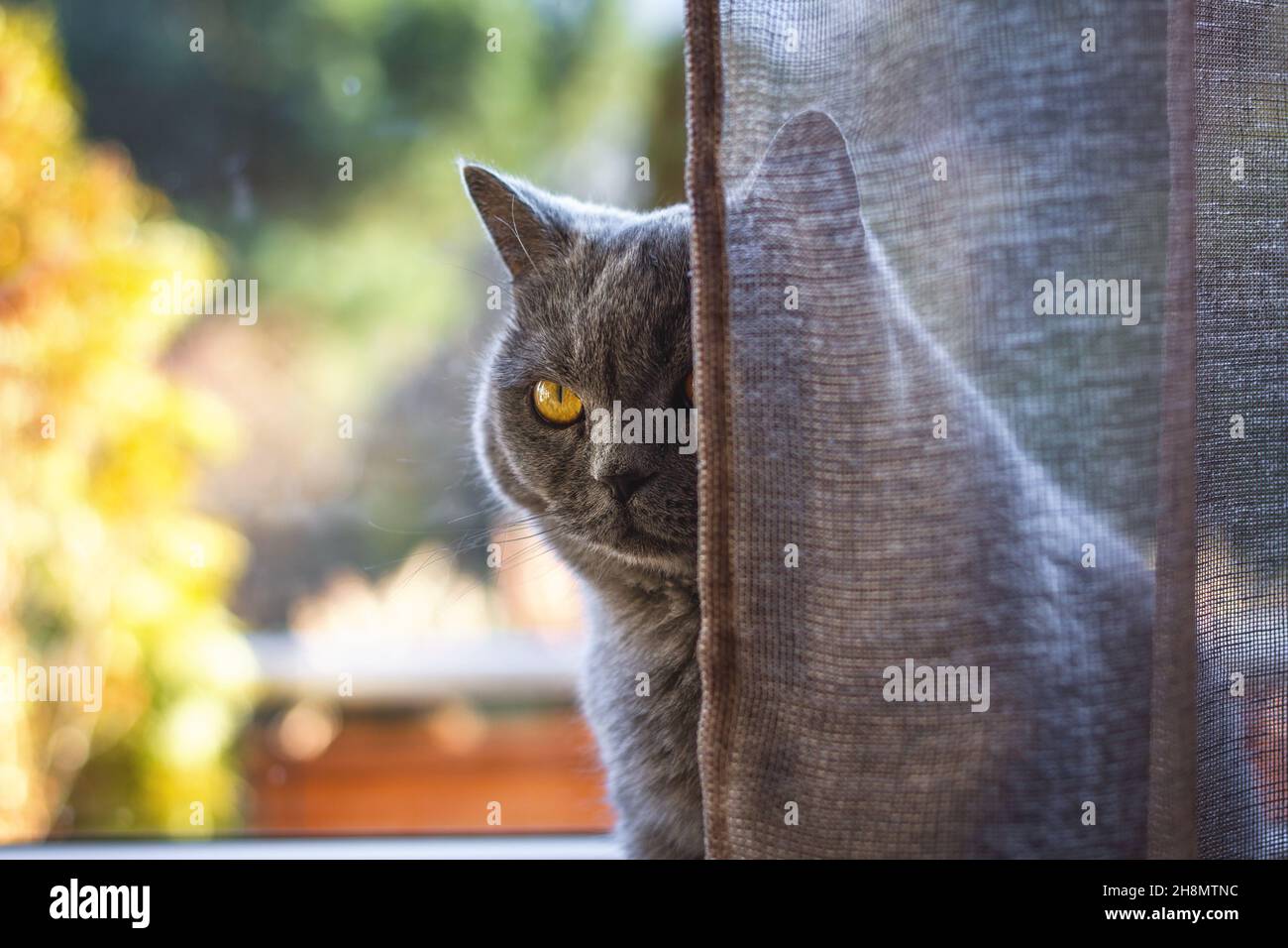 Gatto domestico dietro la tenda all'interno di casa. Gatto grigio britannico di shorthair seduto alla finestra Foto Stock