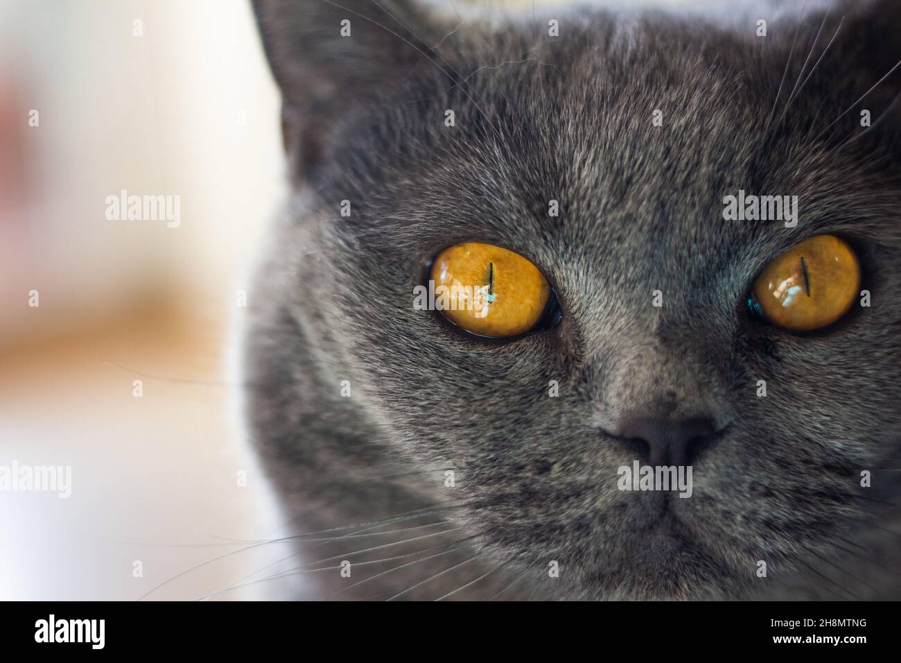Ritratto di gatto britannico shorthair. Vista closeup agli occhi degli animali. Gatto grigio purebred domestico che guarda la macchina fotografica, vista frontale Foto Stock
