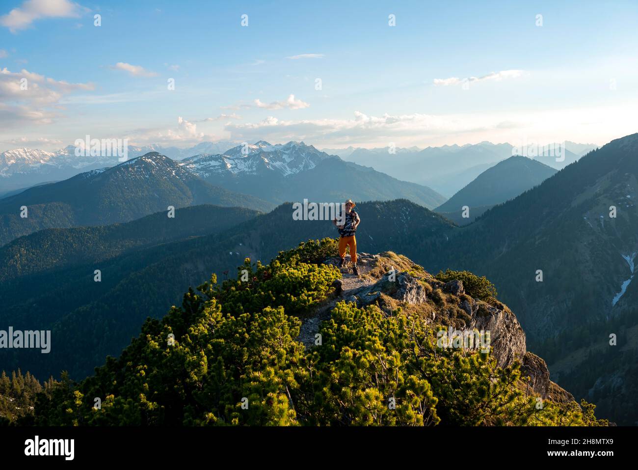 Escursioni a piedi con pini di montagna, sole serale, dietro le montagne Soierngruppe, escursione cresta Herzogstand Heimgarten, alta Baviera, Baviera Foto Stock