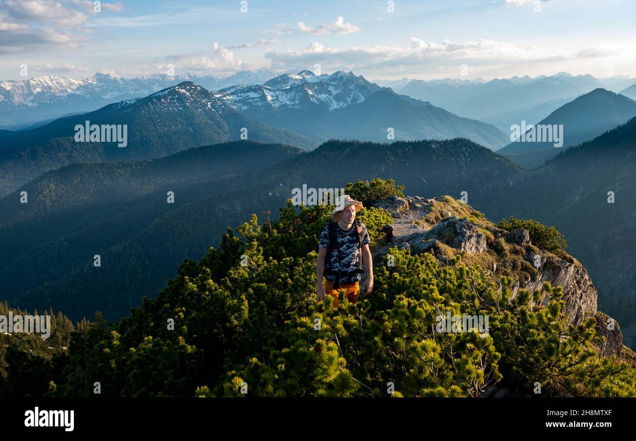 Escursioni a piedi con pini di montagna, sole serale, dietro le montagne Soierngruppe, escursione cresta Herzogstand Heimgarten, alta Baviera, Baviera Foto Stock