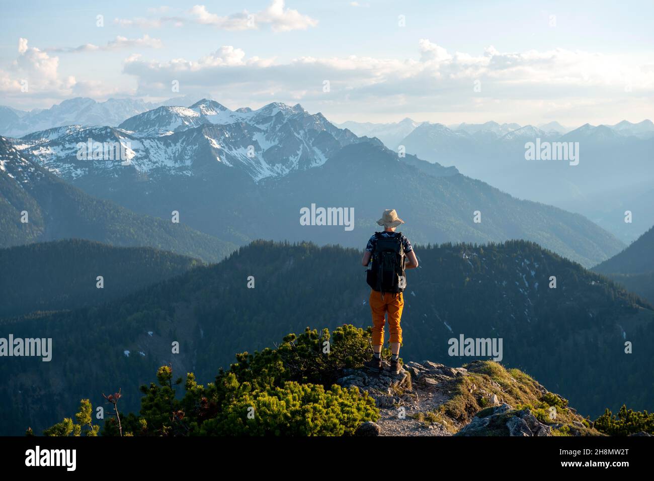 Escursioni a piedi con pini di montagna, sole serale, dietro le montagne Soierngruppe, escursione cresta Herzogstand Heimgarten, alta Baviera, Baviera Foto Stock