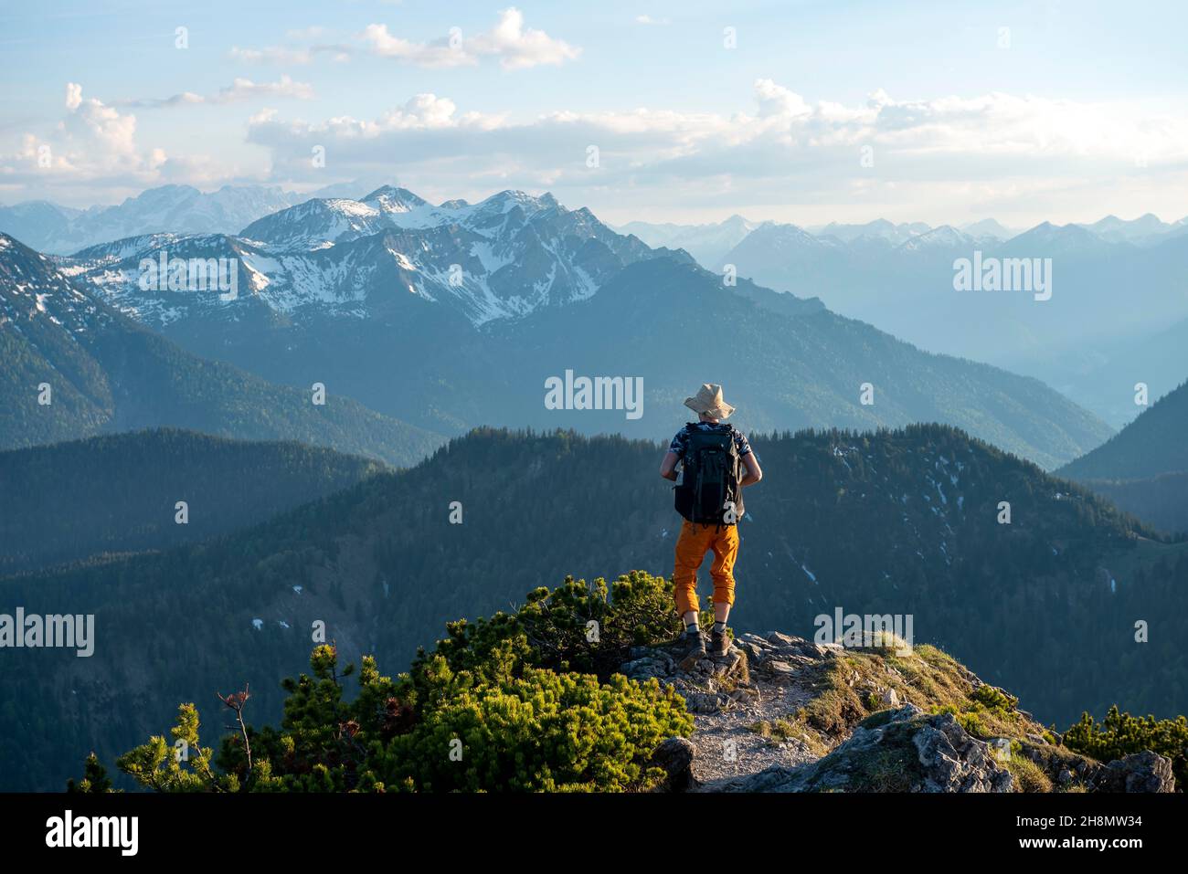 Escursioni a piedi con pini di montagna, sole serale, dietro le montagne Soierngruppe, escursione cresta Herzogstand Heimgarten, alta Baviera, Baviera Foto Stock