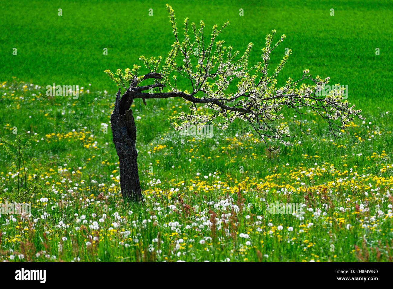 Albero piegato con fiori Foto Stock