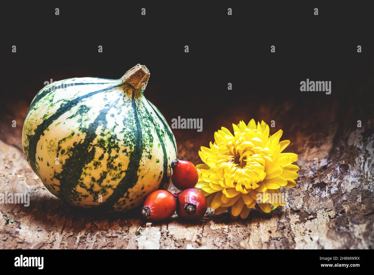 Zucca, zucca, rosa di bacca di anca, fiore giallo essiccato su legno. Sfondo nero. Festa del raccolto autunnale. Decorazione biologica di cibo ed erbe Foto Stock
