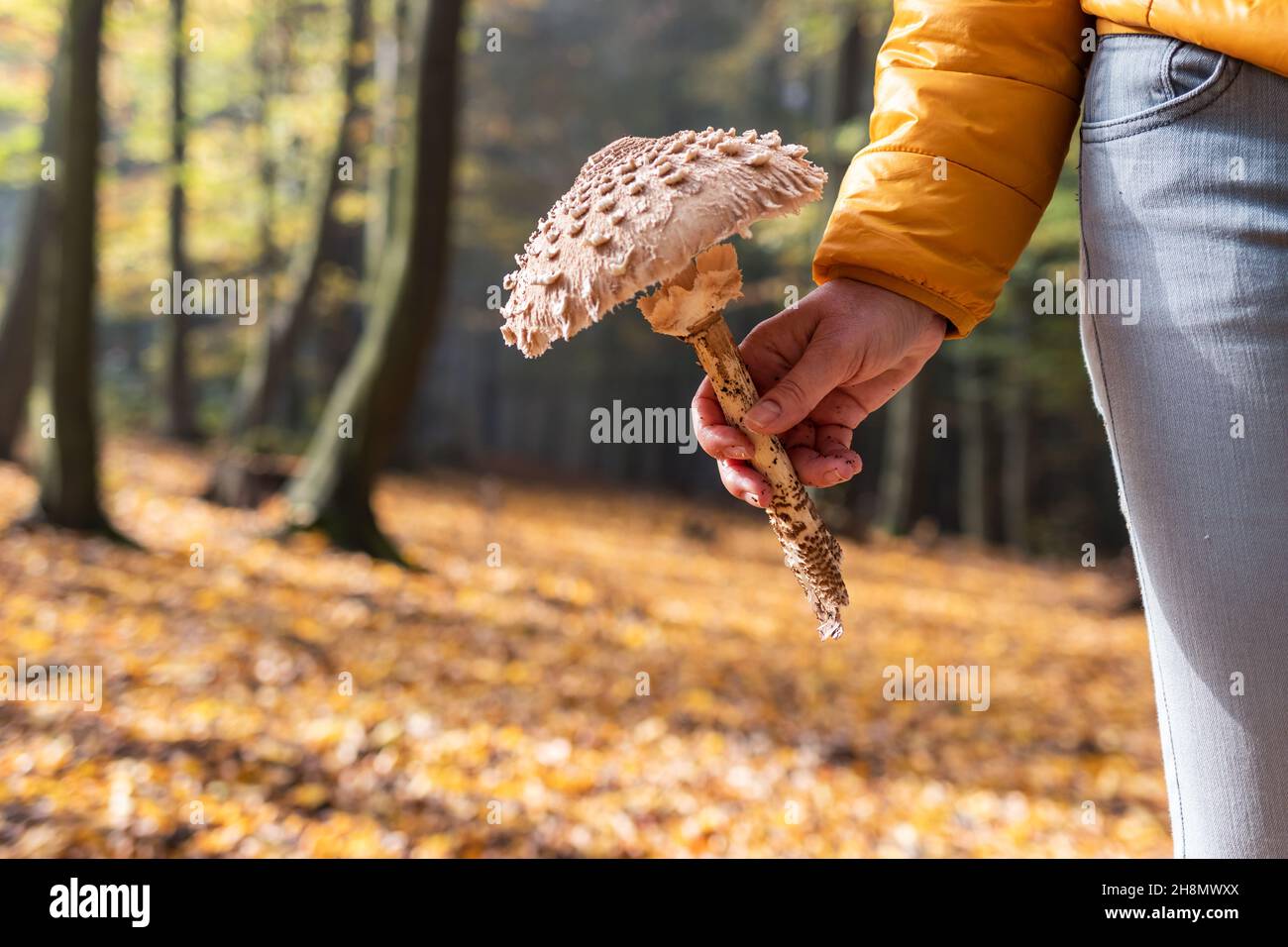 Escursionista trovare fungo di ombrellone in autunno foresta. Fungo commestibile (Macrolepiota procera) in mano femmina Foto Stock