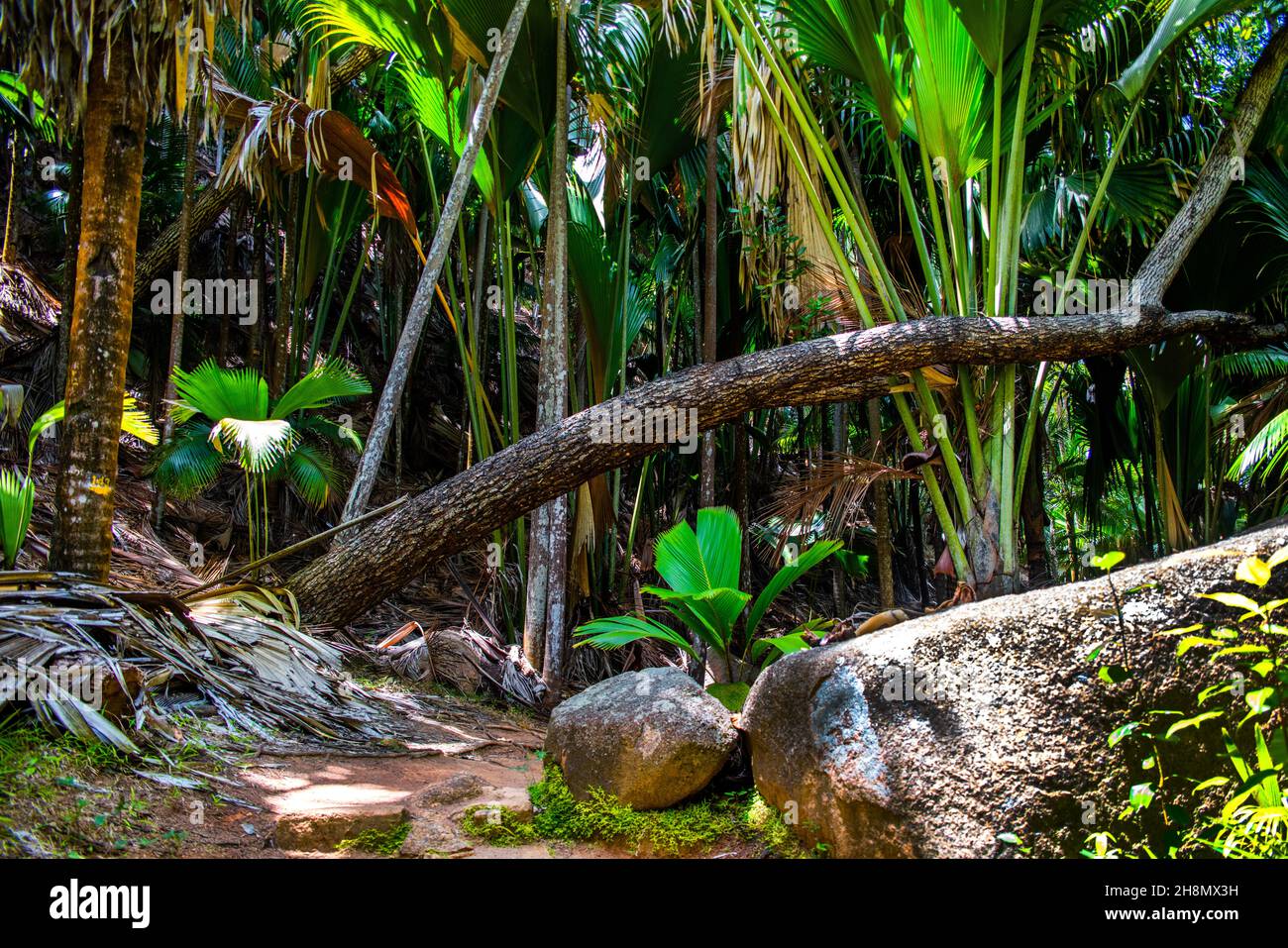 Fond Ferdinand Nature Reserve, Praslin, Seychelles, Praslin, Seychelles Foto Stock