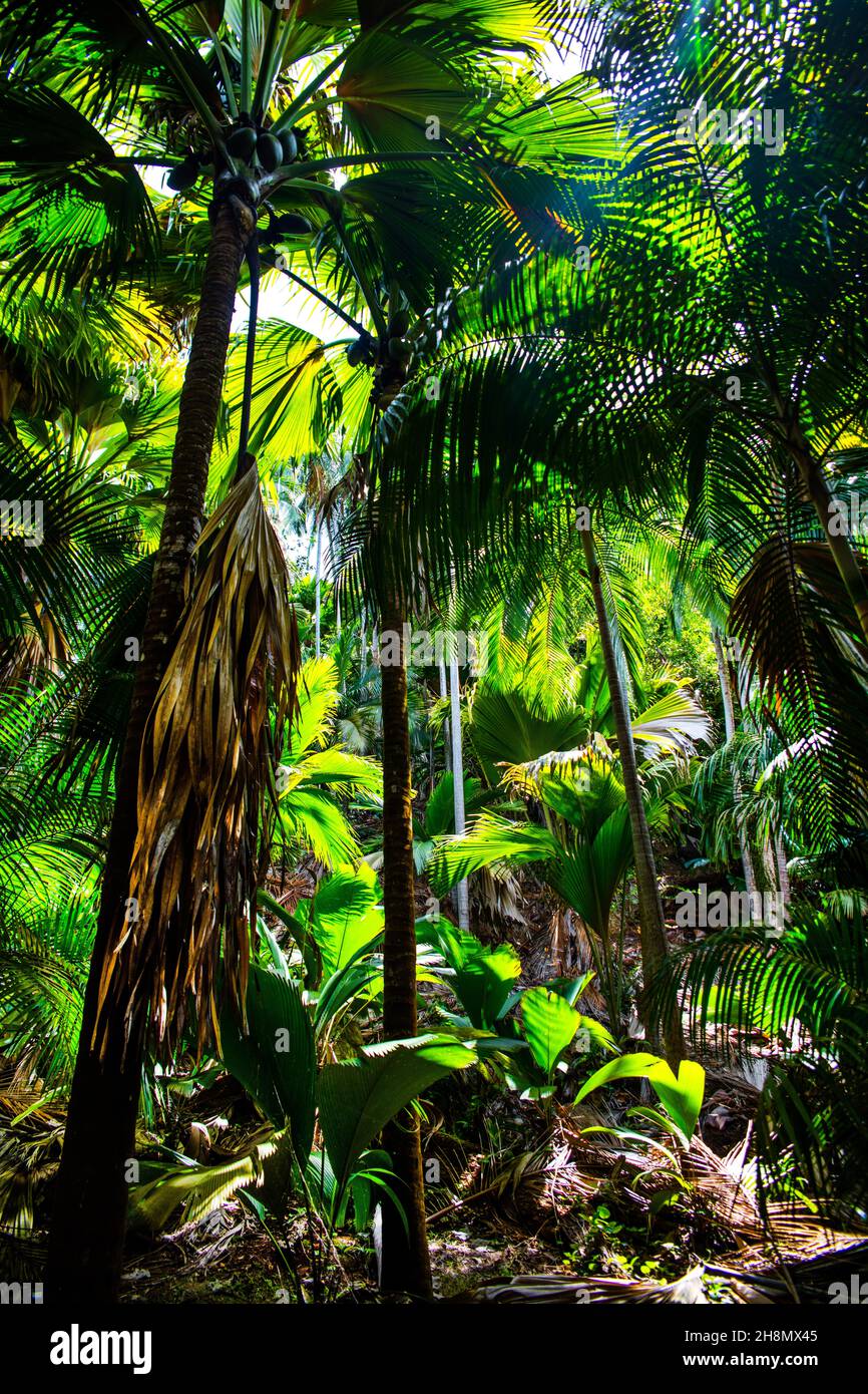 Fond Ferdinand Nature Reserve, Praslin, Seychelles, Praslin, Seychelles Foto Stock