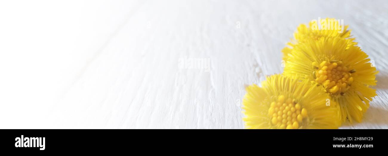 Banner con fiori gialli di primavera su sfondo bianco di legno. Composizione della molla. Fiori madre e steppa Foto Stock