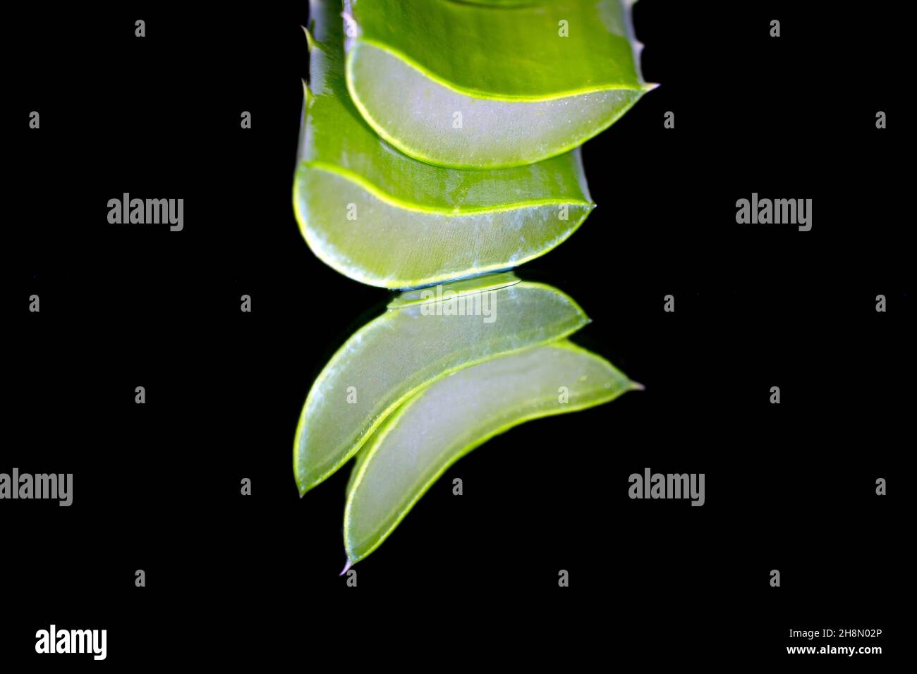 Aloe veras (Aloe vera) nell'immagine speculare, fotografia da studio con sfondo nero Foto Stock