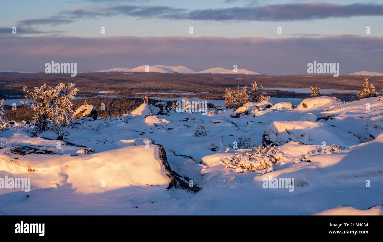 Saerkitunturi, albero, all'orizzonte Pallastunturi, Muonio, Lapponia, Finlandia Foto Stock