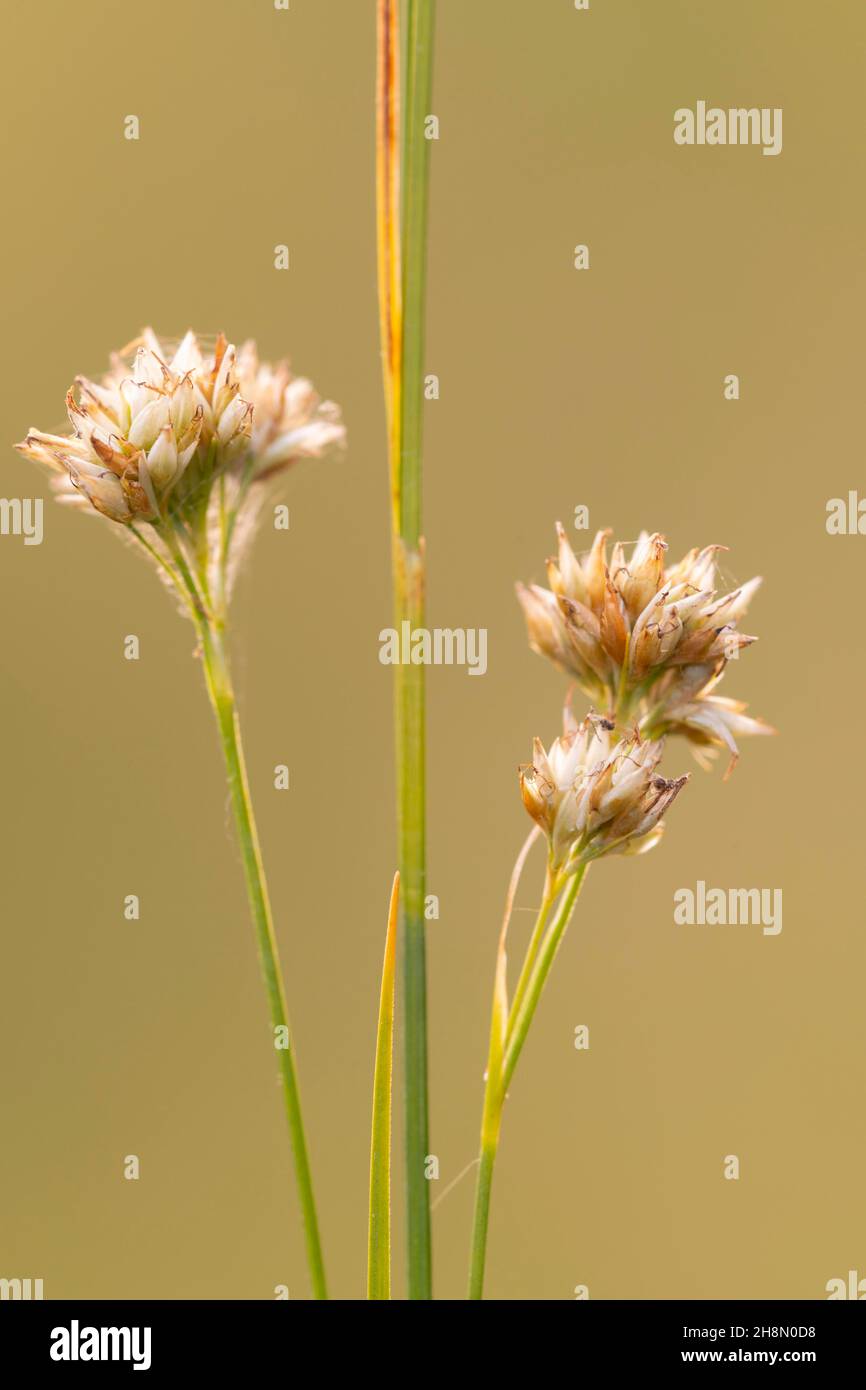 Becco bianco (Rhynchospora alba), Goldenstedt, bassa Sassonia, Germania Foto Stock