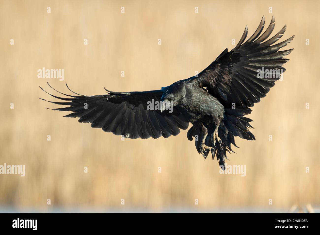 Corvo comune (Corvus corax), in volo, Feldberger Seenlandschaft, Meclemburgo-Pomerania occidentale, Germania Foto Stock