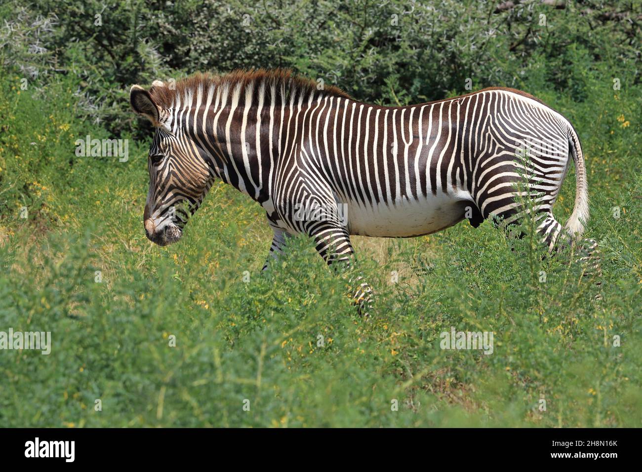 Zebra di Grevy (Equus grevyi), Riserva Nazionale di Samburu, Kenya Foto Stock