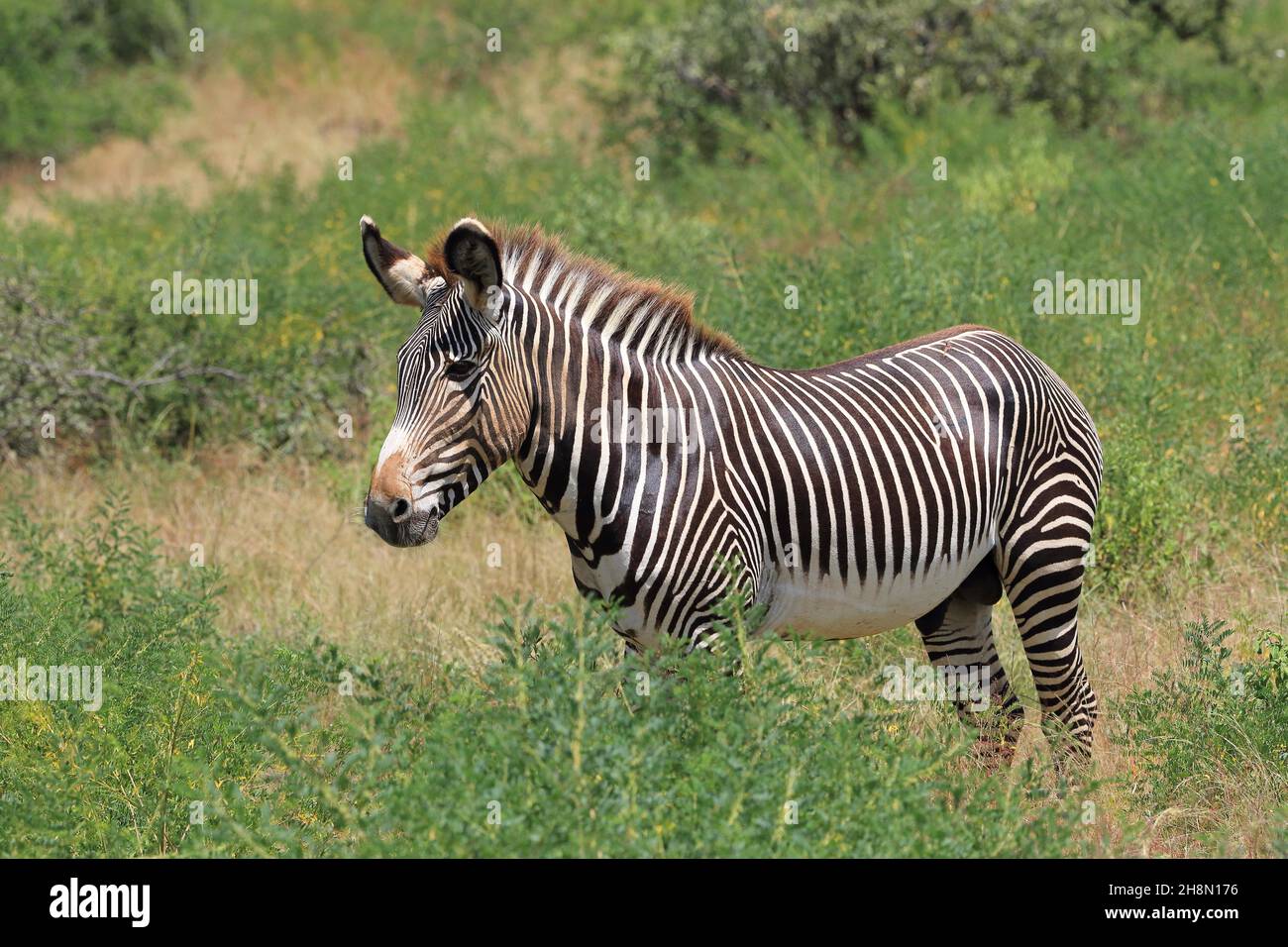 Zebra di Grevy (Equus grevyi), Riserva Nazionale di Samburu, Kenya Foto Stock