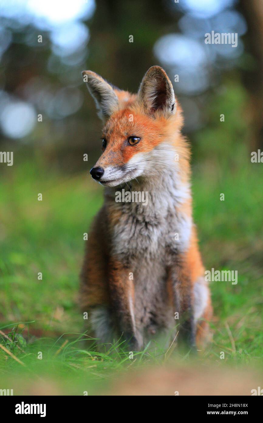 Volpe rossa (Vulpes vulpes), volpe giovane seduta in erba, giovane maschio, Krauchenwies, Contea di Sigmaringen, Parco Naturale dell'Alto Danubio, Baden-Wuerttemberg Foto Stock