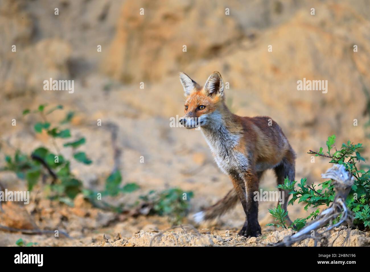 Volpe rossa (Vulpes vulpes), volpe giovane in piedi su un pendio sabbioso, Male, Krauchenwies, Contea di Sigmaringen, Parco Naturale dell'Alto Danubio, Baden-Wuerttemberg Foto Stock